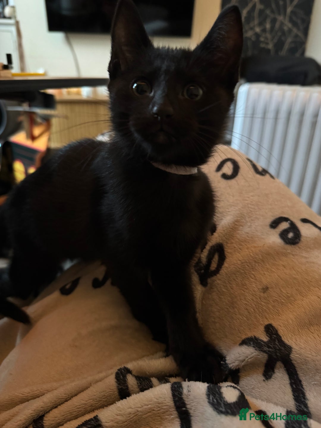 Mixed Breed cats for sale: Melanistic bengals/siamese’s (bengalese) - Advert 30