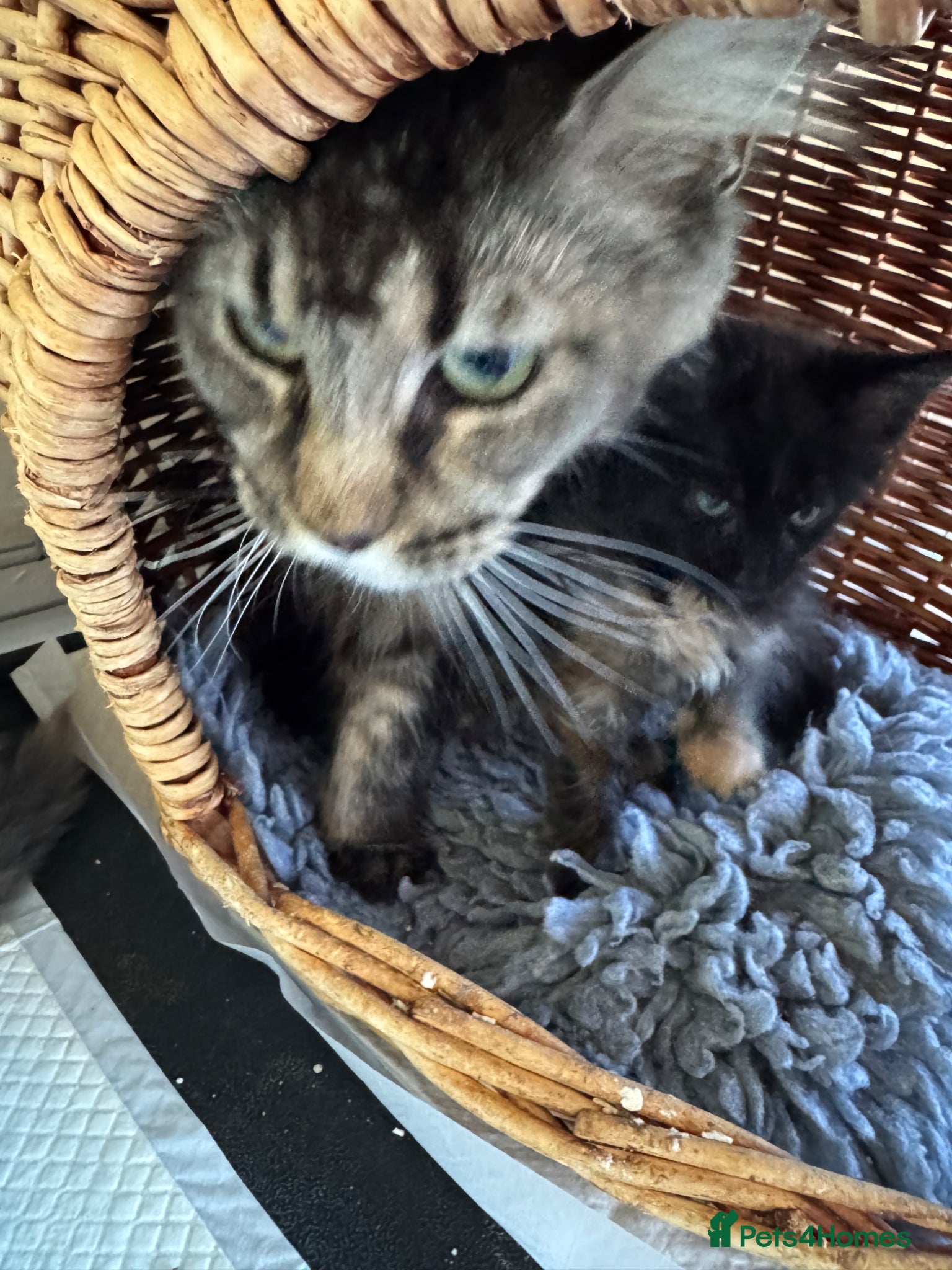 Maine Coon cats GCCF PEDIGREE MAINECOON KITTENS - Advert 1