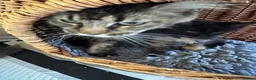 Maine Coon cats for sale: GCCF PEDIGREE MAINECOON KITTENS - Advert 1