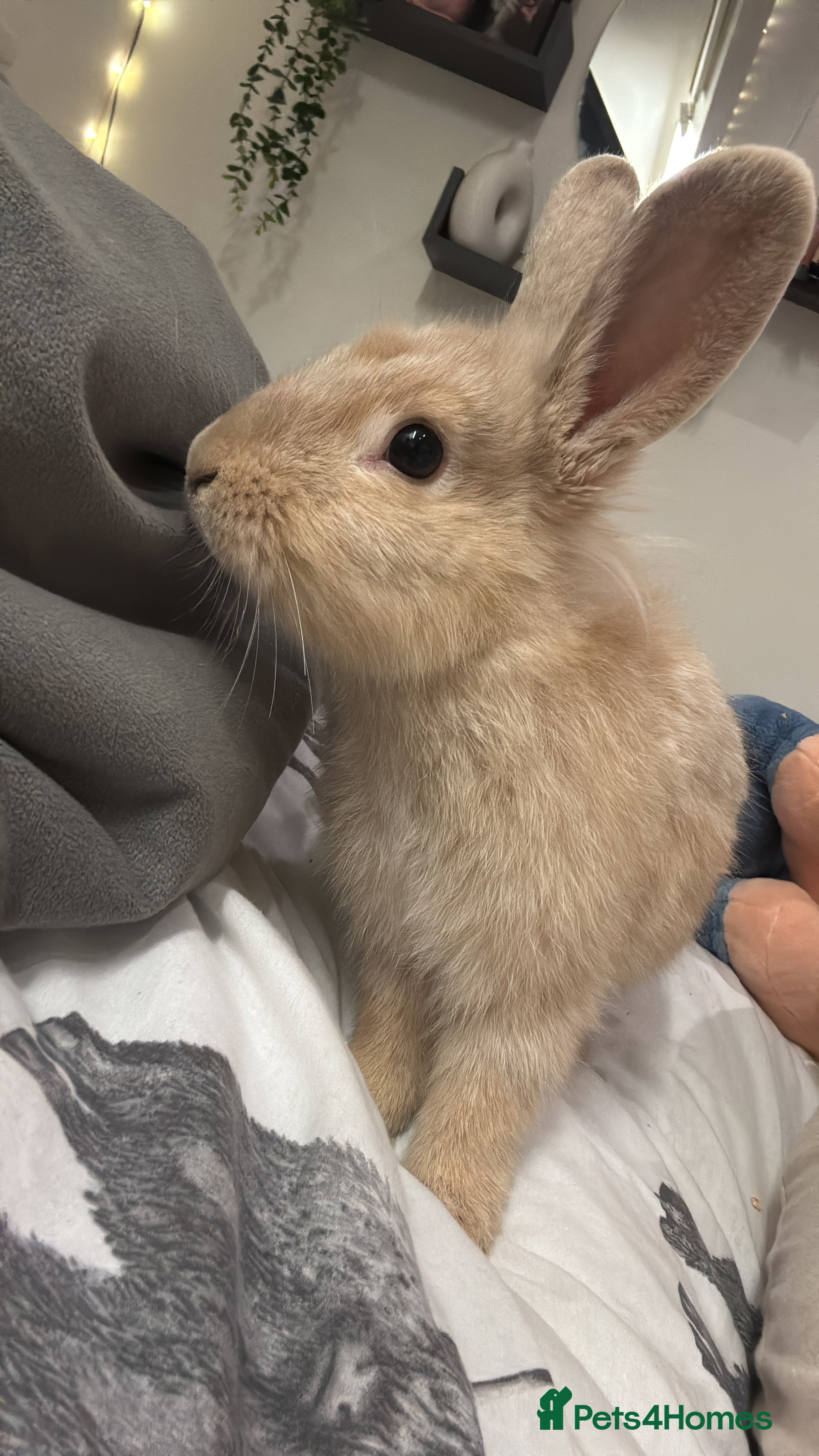 Lionhead rabbits Lionhead x flemish Boy - Advert 1