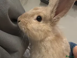 Lionhead rabbits Lionhead x flemish Boy - Advert 1