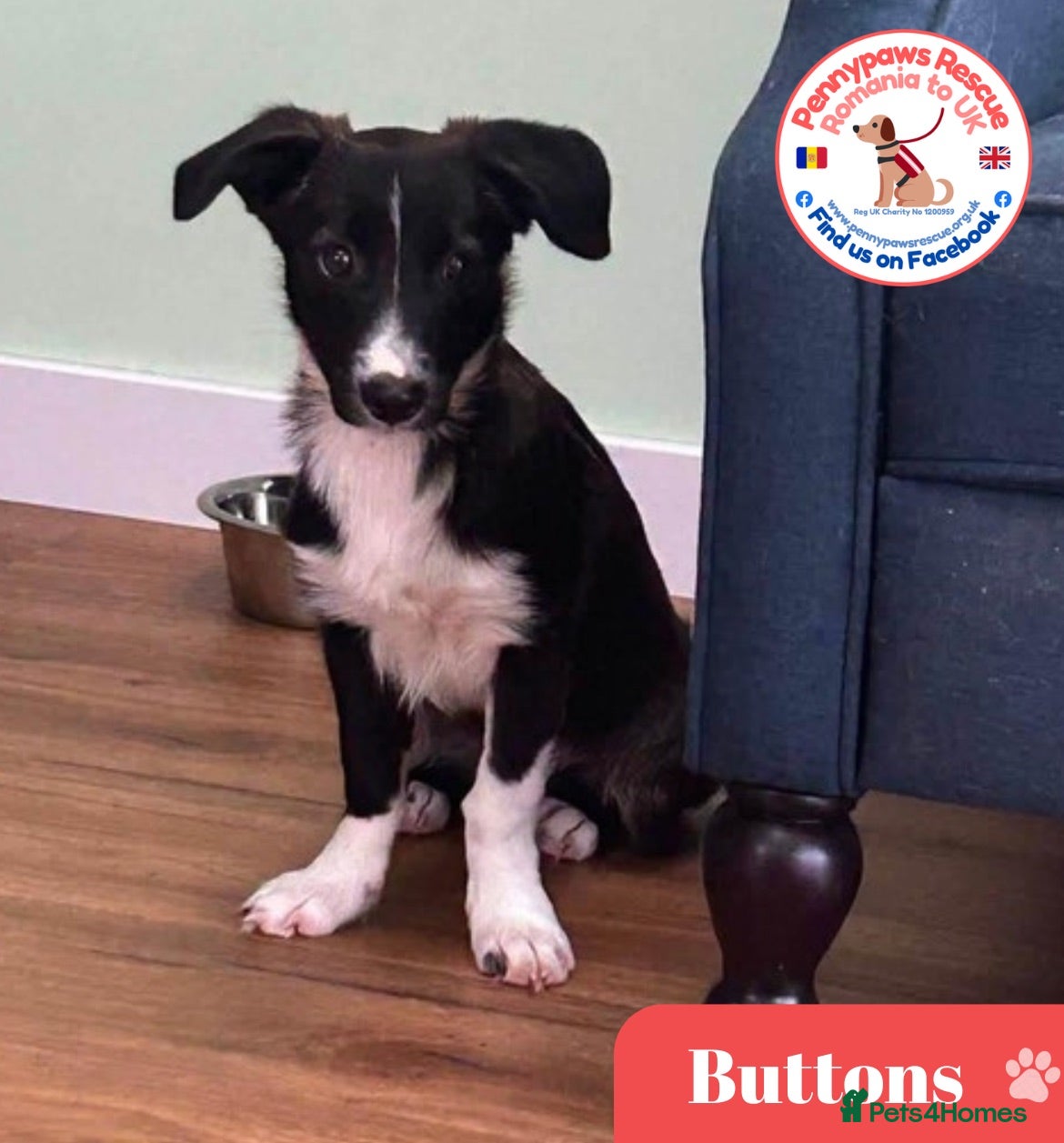 Mixed Breed dogs Buttons - Advert 3