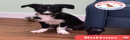 Mixed Breed dogs for adoption: Buttons - Advert 1