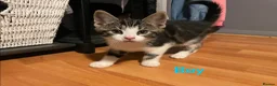 European cats for sale: Kittens ready to go  - Advert 1