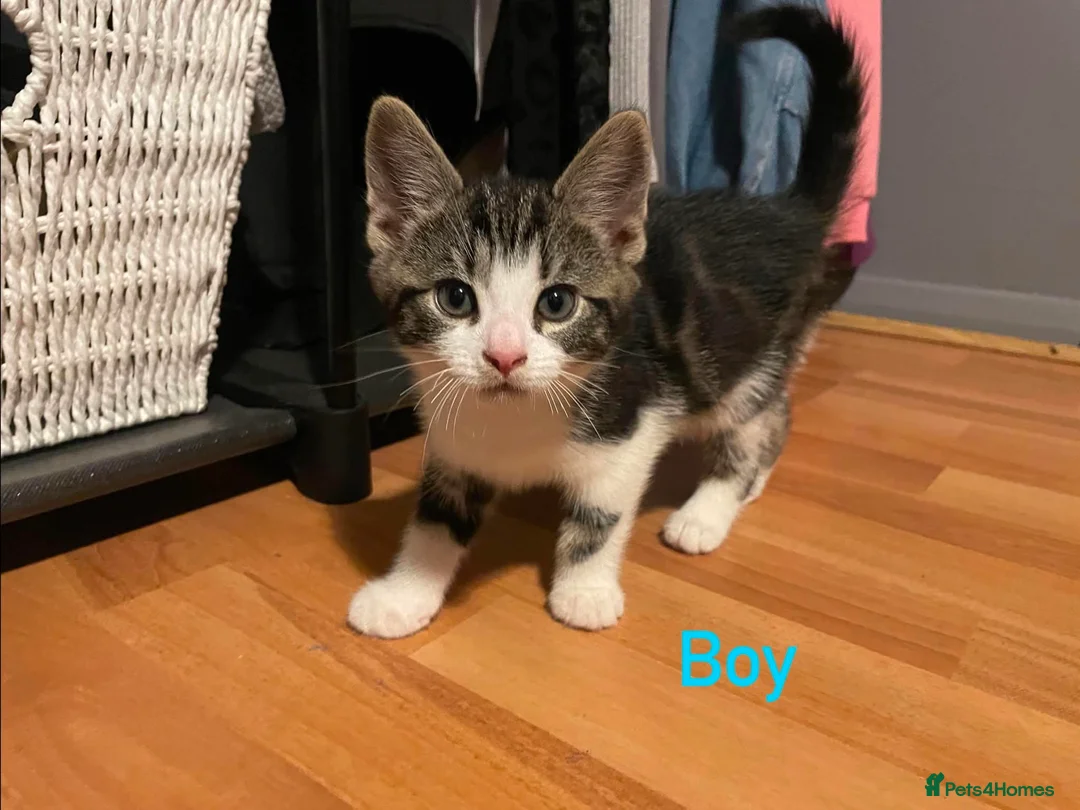 European cats for sale: Kittens ready to go  - Advert 1