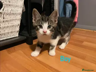 European cats Kittens ready to go - Advert 1