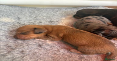 Miniature Dachshund dogs - Advert 3