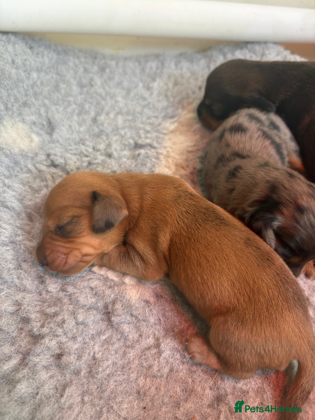 Miniature Dachshund dogs for sale: Gorgeous Long &short haired mini dachshund puppies - Image 3