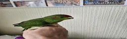 Mixed Breed birds for sale:  kakariki chicks hand tame  - Advert 10