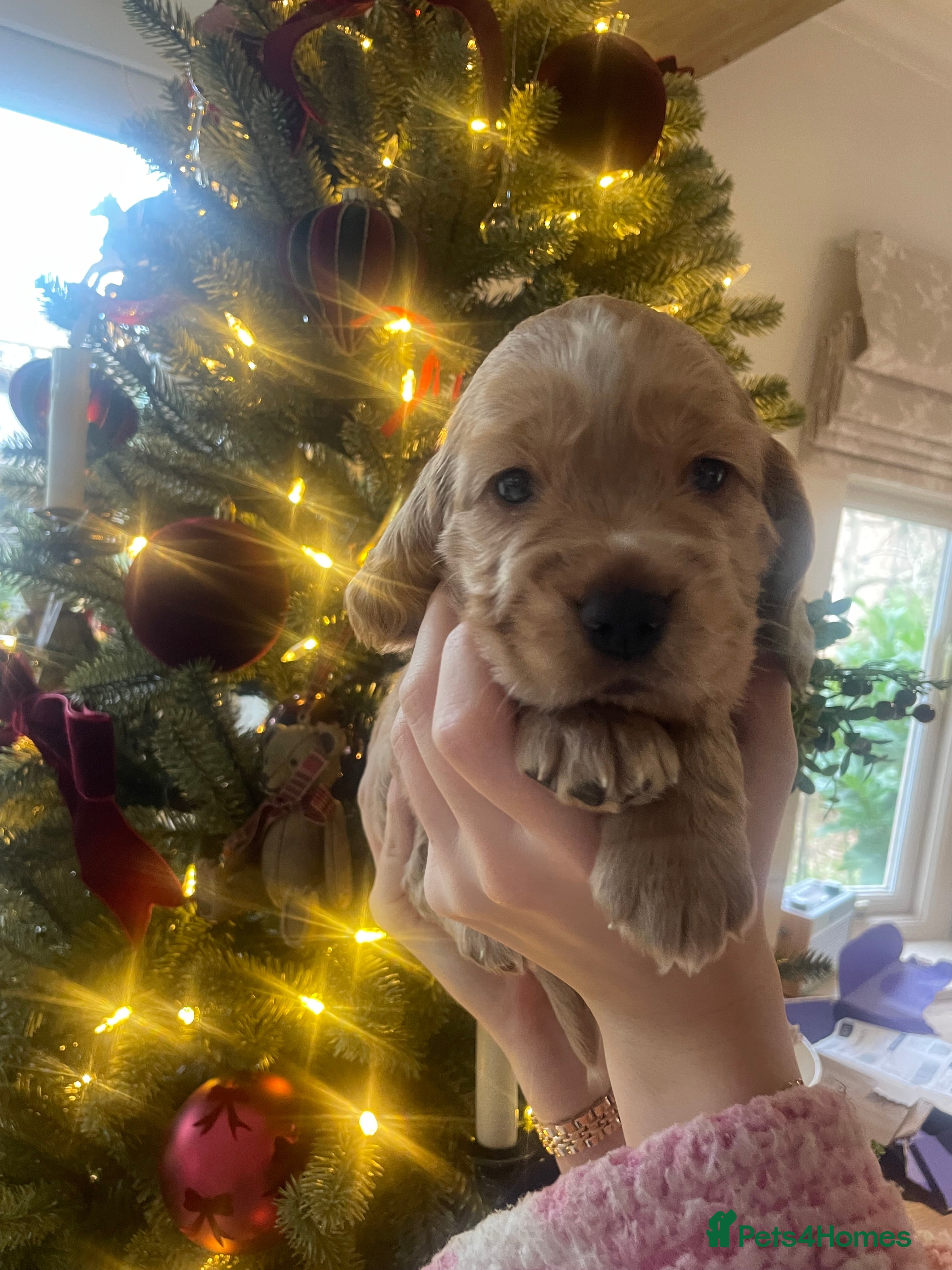 Cocker Spaniel dogs Lovely natured spaniel puppies - Advert 6