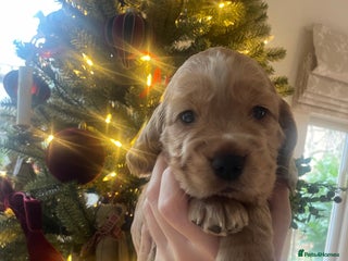 Cocker Spaniel dogs Lovely natured spaniel puppies - Advert 17