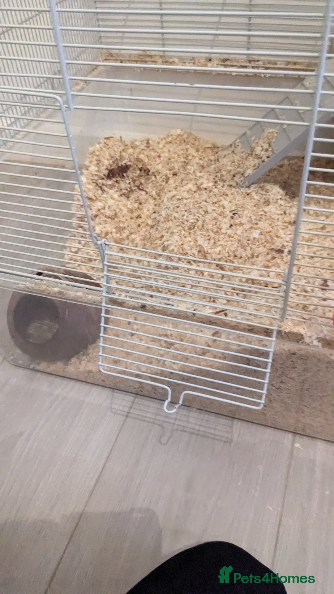 Gerbil rodents for sale: Girbills  - Advert 1