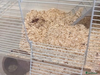 Gerbil rodents Girbills - Advert 1