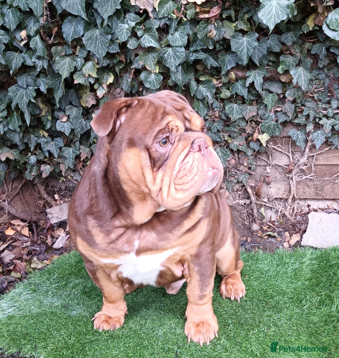 English Bulldog dogs for stud: Dog for stud in Dagenham - Advert 11