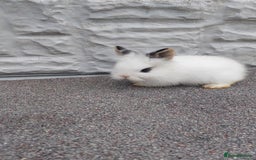 Lionhead rabbits for sale: Wonderful bunnies 07405173733  - Image 18