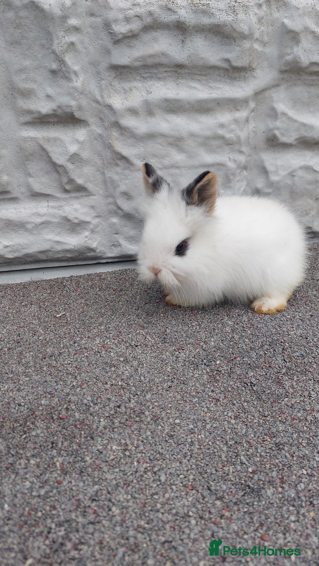 Lionhead rabbits for sale: Wonderful bunnies 07405173733  - Image 18