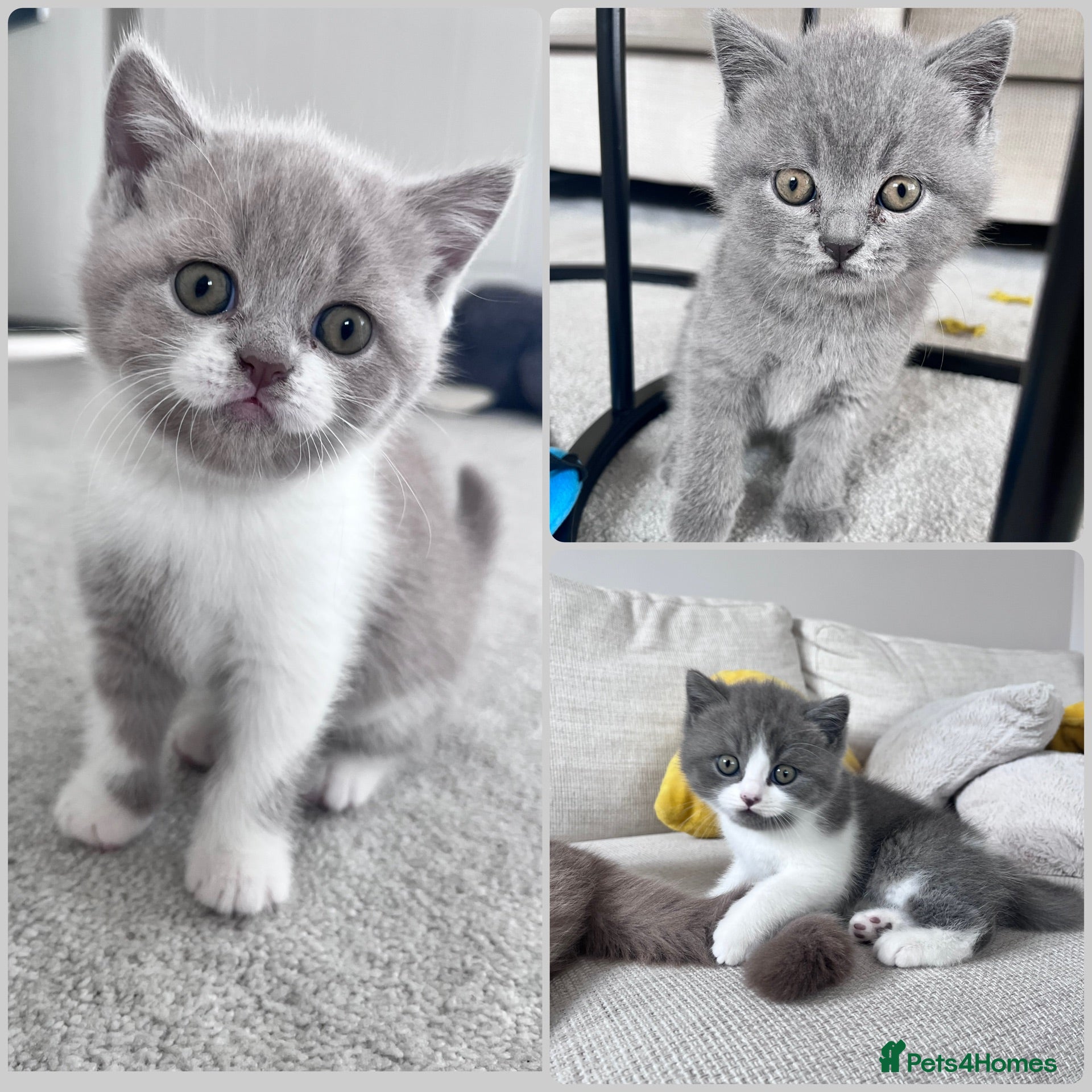British Shorthair cats TICA registered pedigree British Shorthair kittens - Advert 18