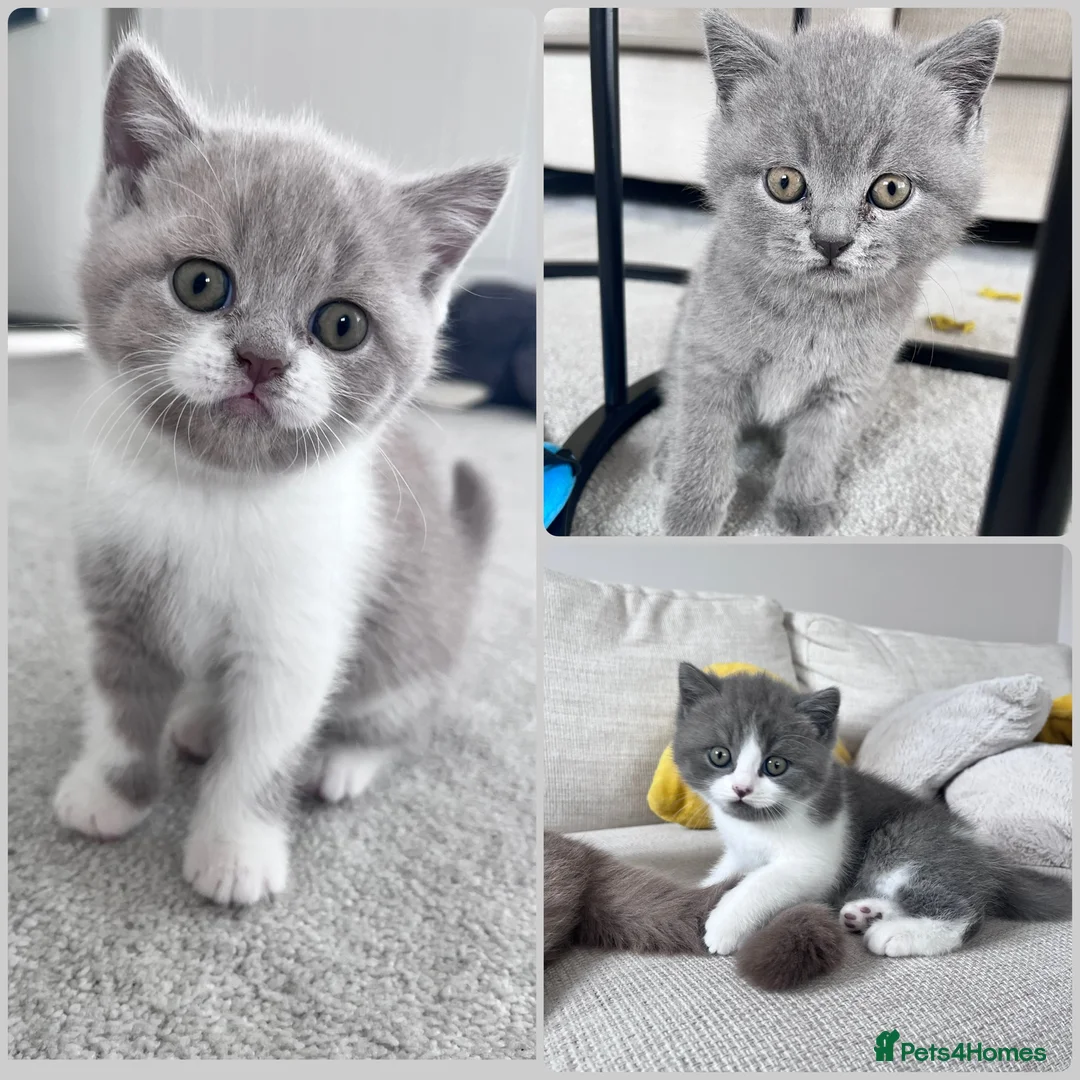 British Shorthair cats for sale: TICA registered pedigree British Shorthair kittens - Advert 1