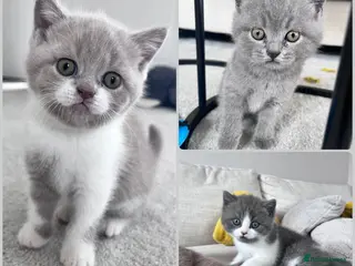 British Shorthair cats TICA registered pedigree British Shorthair kittens - Advert 2