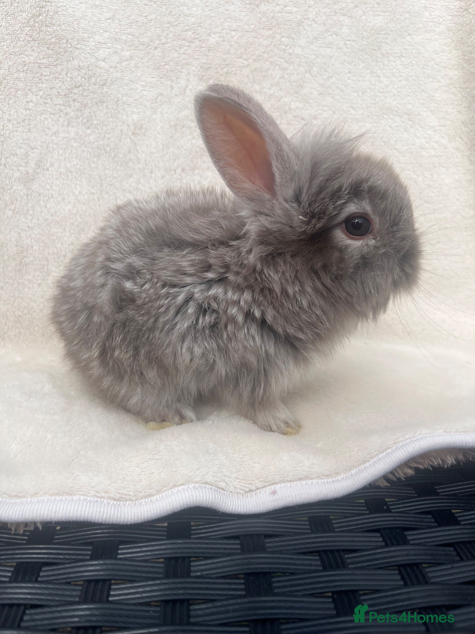 Mini Lion Lop rabbits Lion lops for sale - Advert 6