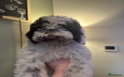 Cockapoo dogs for sale: Cockapoo puppies. Fully DNA tested.  - Advert 34