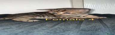 Domestic Shorthair 4
