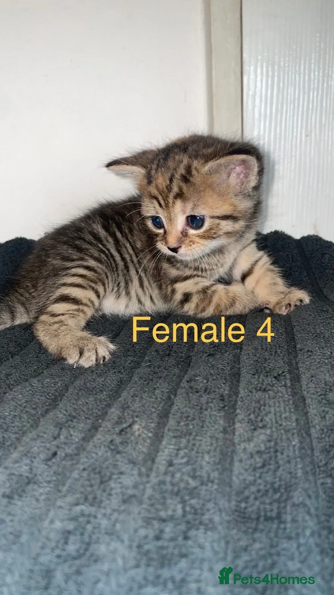 Domestic Shorthair cats for sale: Healthy, Well‑Socialised Kittens - Advert 1