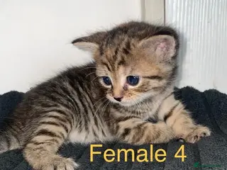Domestic Shorthair cats Healthy, Well‑Socialised Kittens - Advert 14
