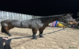 Irish Sports horses for sale: Happy Hacker / Companion  - Image 6