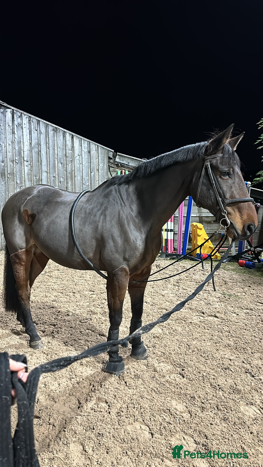 Irish Sports horses for sale: Happy Hacker / Companion  - Image 6