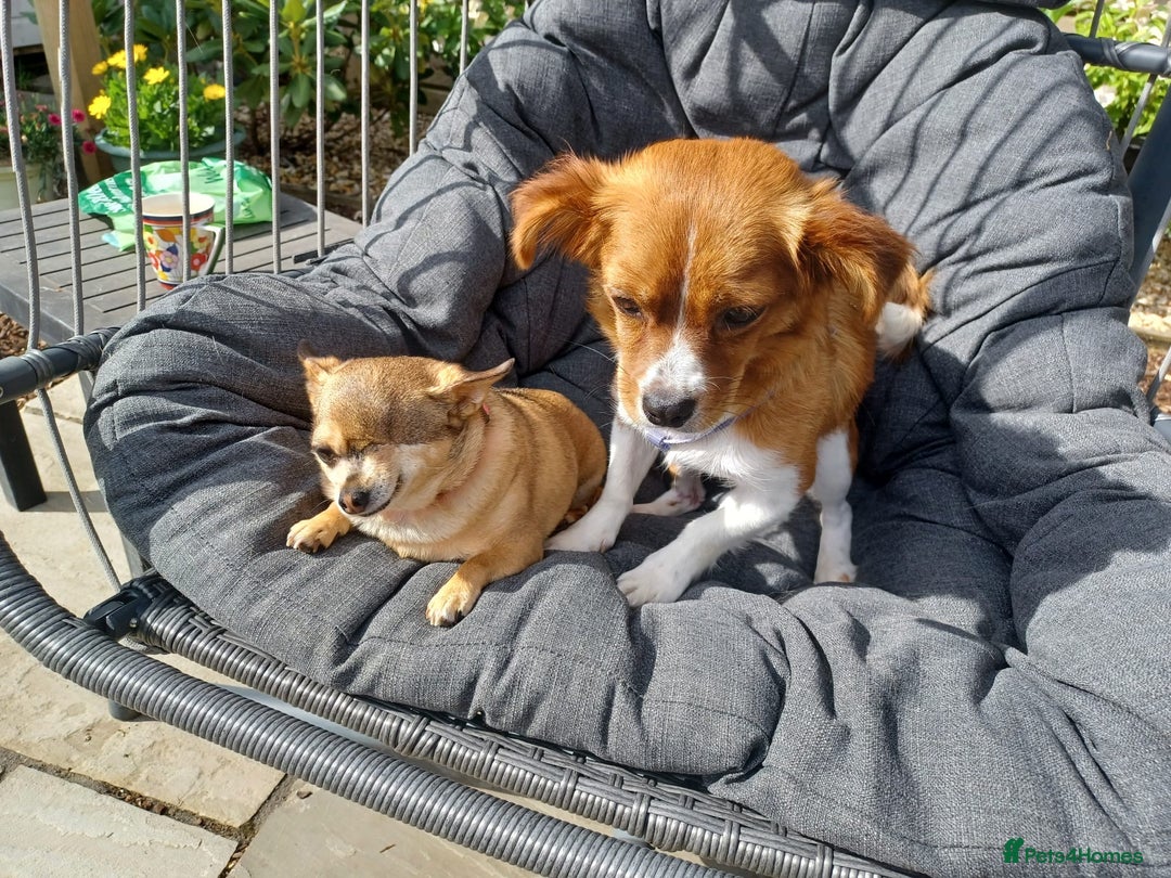 Mixed Breed dogs for adoption: Rielle - Image 5