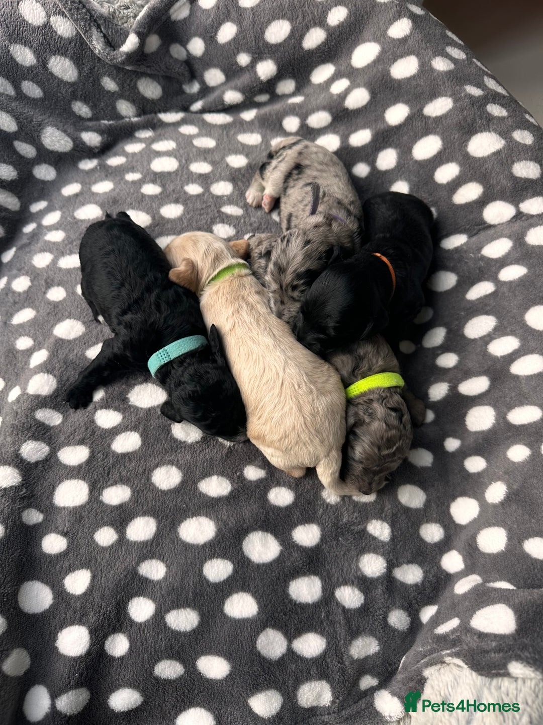 Cockapoo dogs for sale: Beautiful mixed Merle F2B Cockapoos  - Advert 2