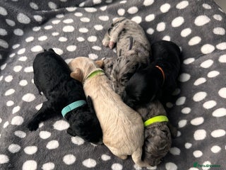 Cockapoo dogs - Advert 1