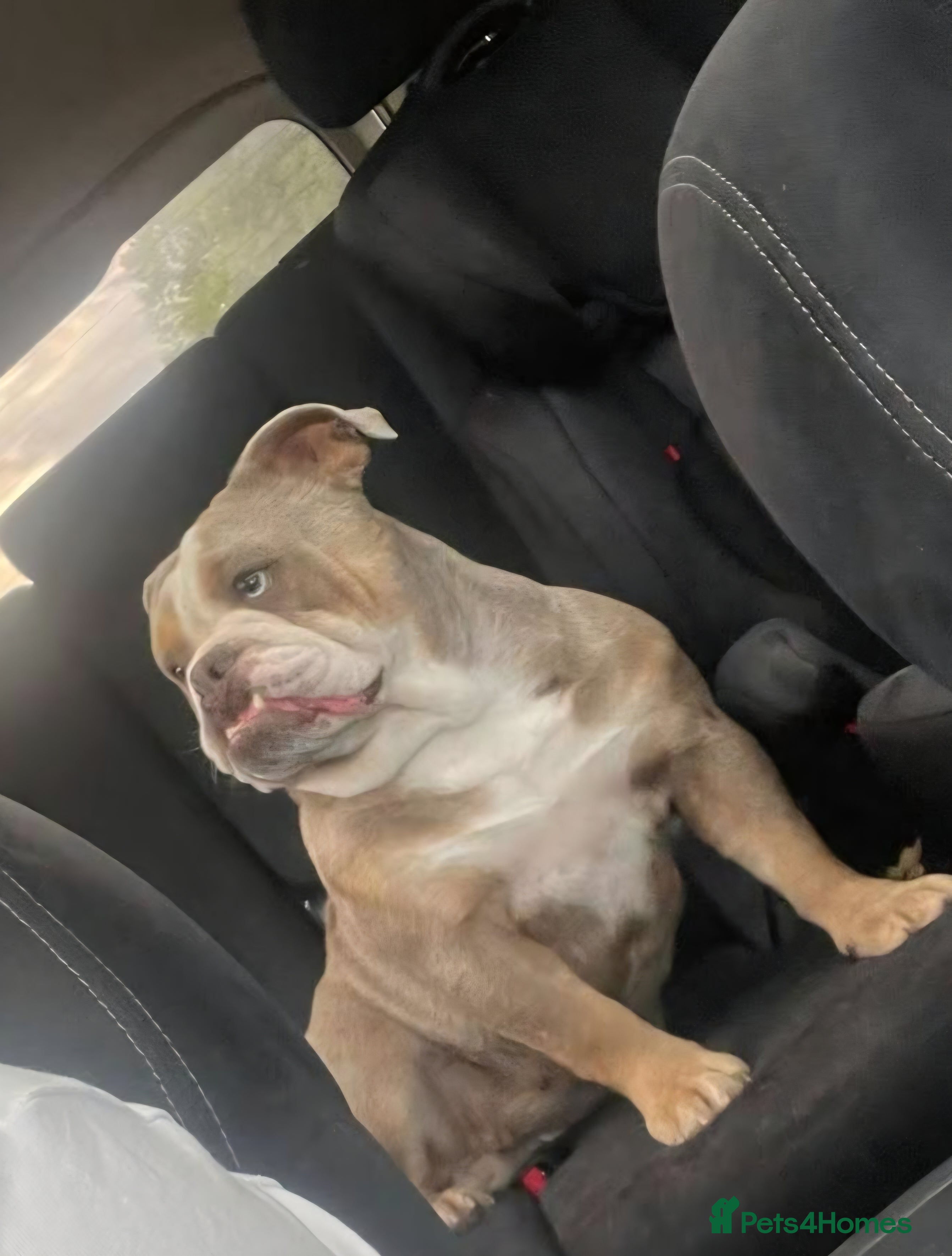 English Bulldog dogs Female English Bulldog For Sale  - Advert 1