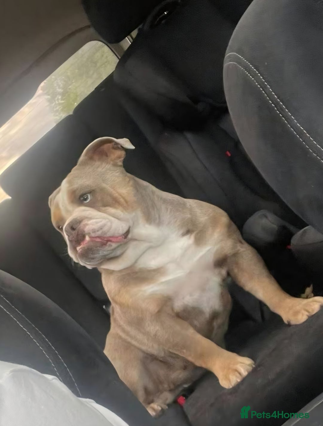 English Bulldog dogs for sale: Female English Bulldog For Sale  - Advert 1
