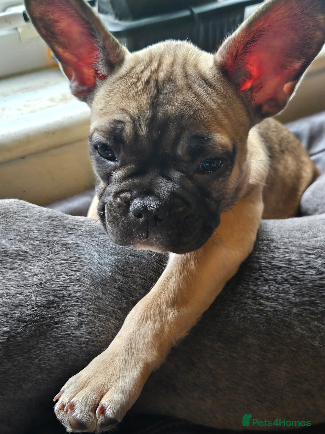 French Bulldog dogs for sale: Rare Sable Frenchie–Raised Right & Ready Now! 🍼🐾 in Preston - Image 25