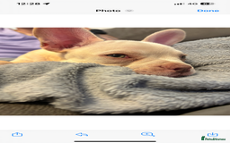 French Bulldog dogs for sale: Frenchie Honey  - Image 3