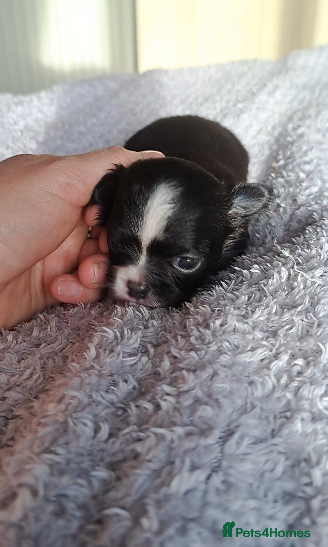 Chihuahua dogs for sale: Long Coat Chihuahua Puppies for Sale - Advert 11