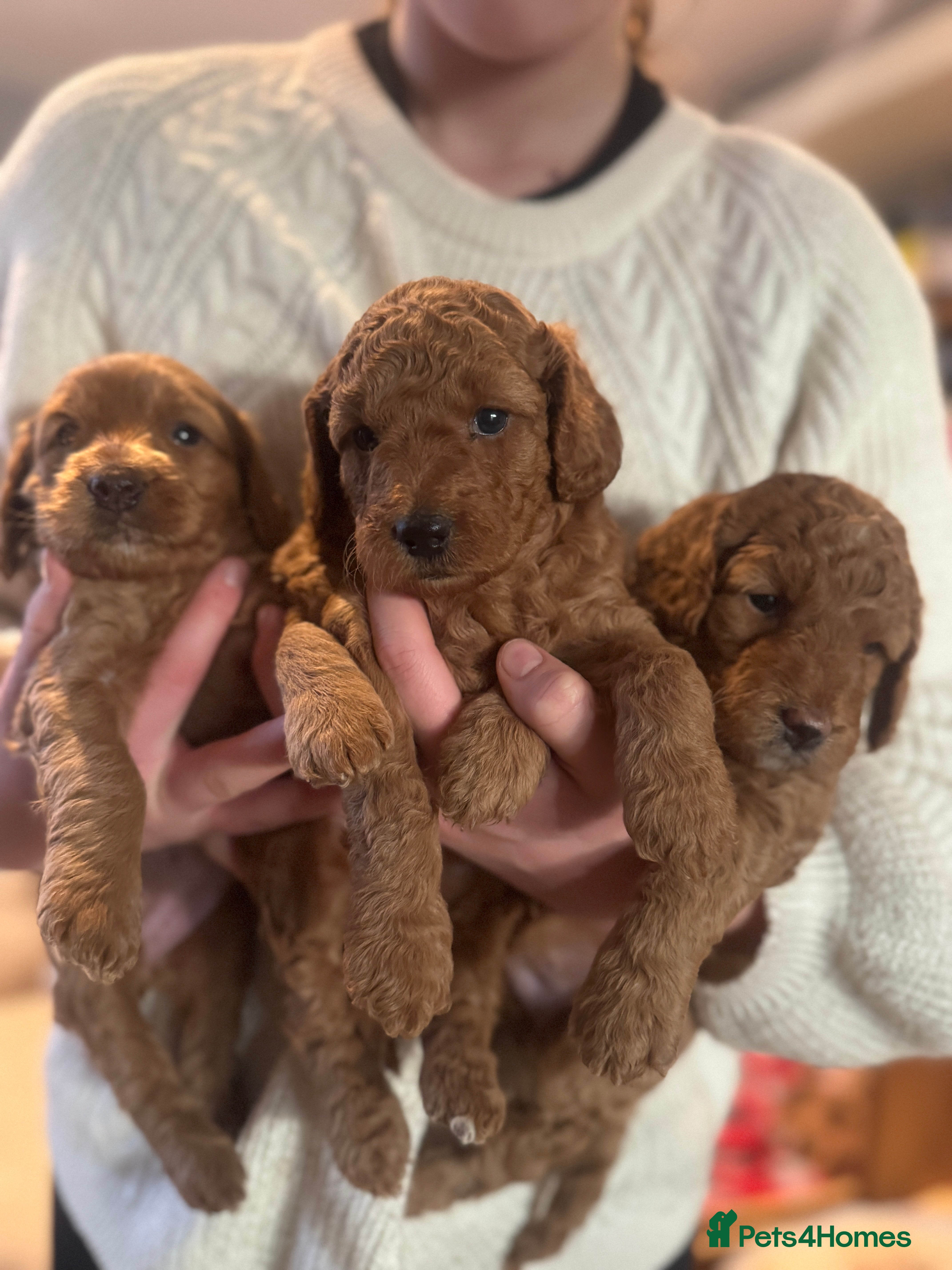 Cockapoo dogs Loving Cockapoo puppies  - Advert 1