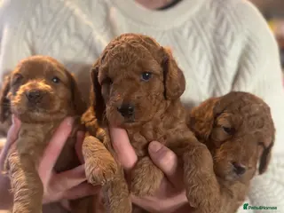 Cockapoo dogs Loving Cockapoo puppies - Advert 1