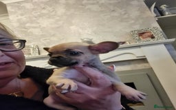 Mixed Breed dogs for sale: Frenchi yorkie pom - Image 3