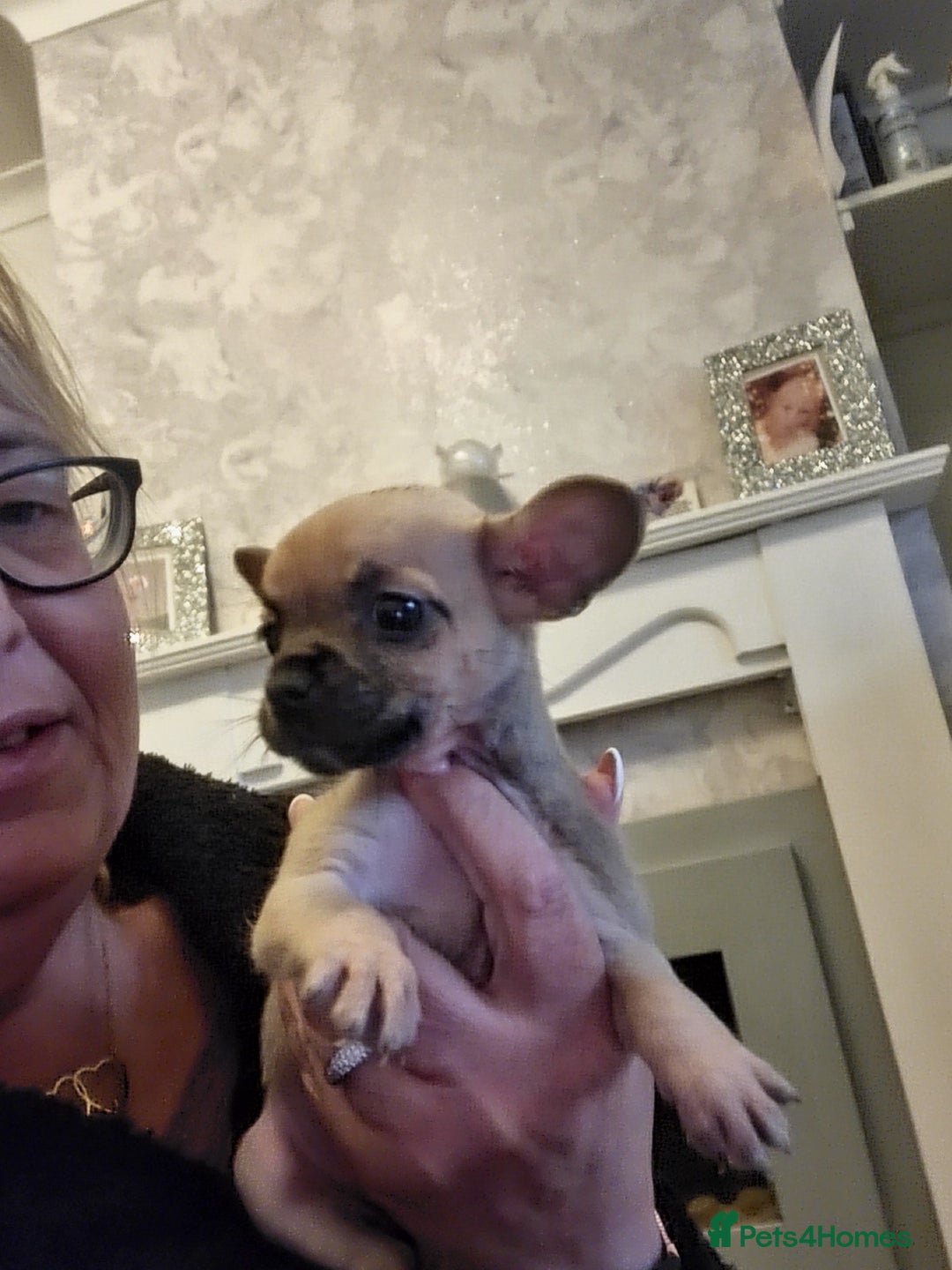 Mixed Breed dogs for sale: Frenchi yorkie pom - Image 3