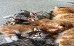 Maine Coon cats for sale: Maine Coon Norwegian Forest cross kittens - Image 14