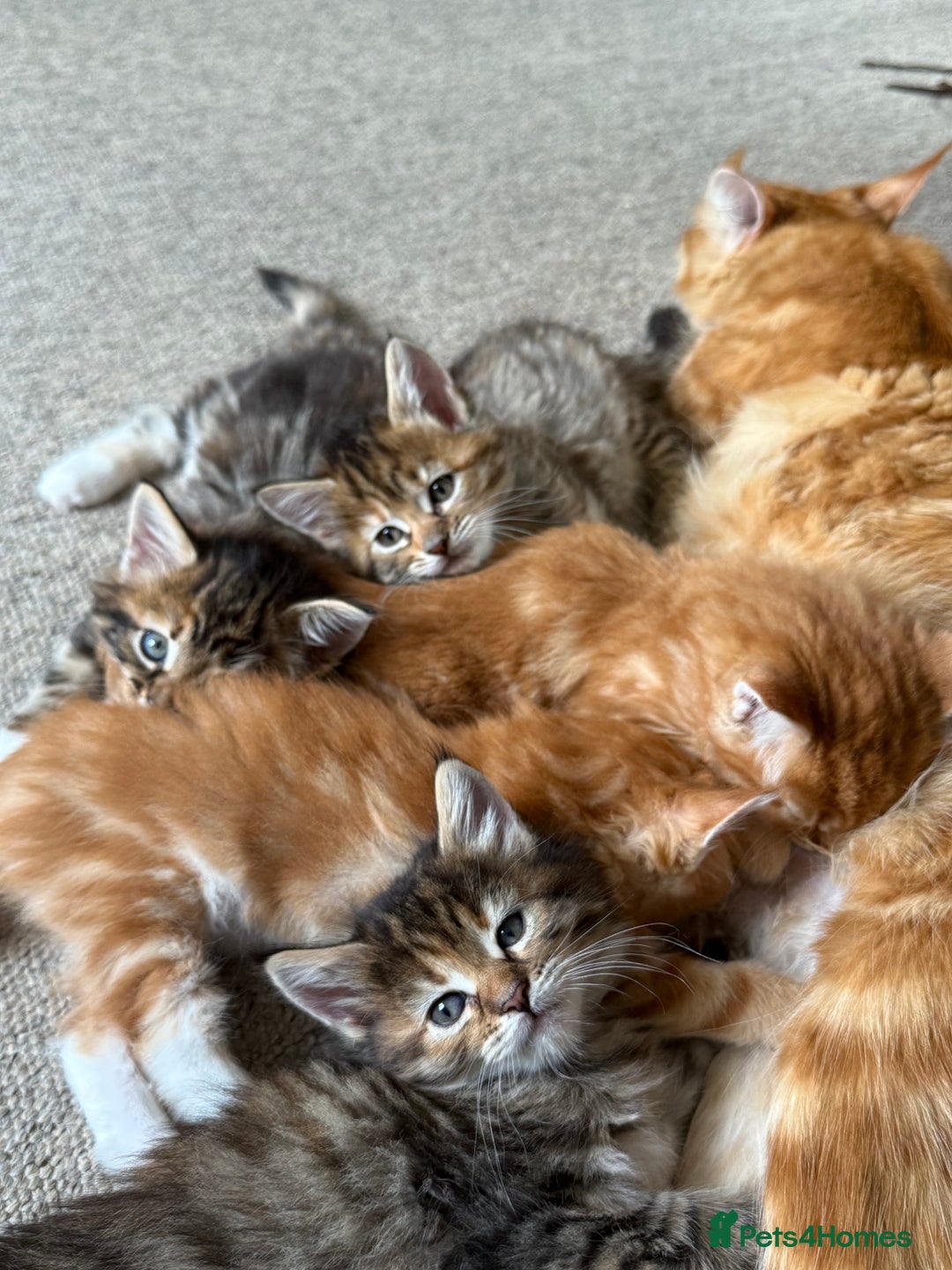 Maine Coon cats for sale: Maine Coon Norwegian Forest cross kittens - Image 14