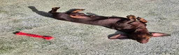Miniature Dachshund dogs for sale: ADULT MINIATURE DACHSHUND FEMALE - Advert 2