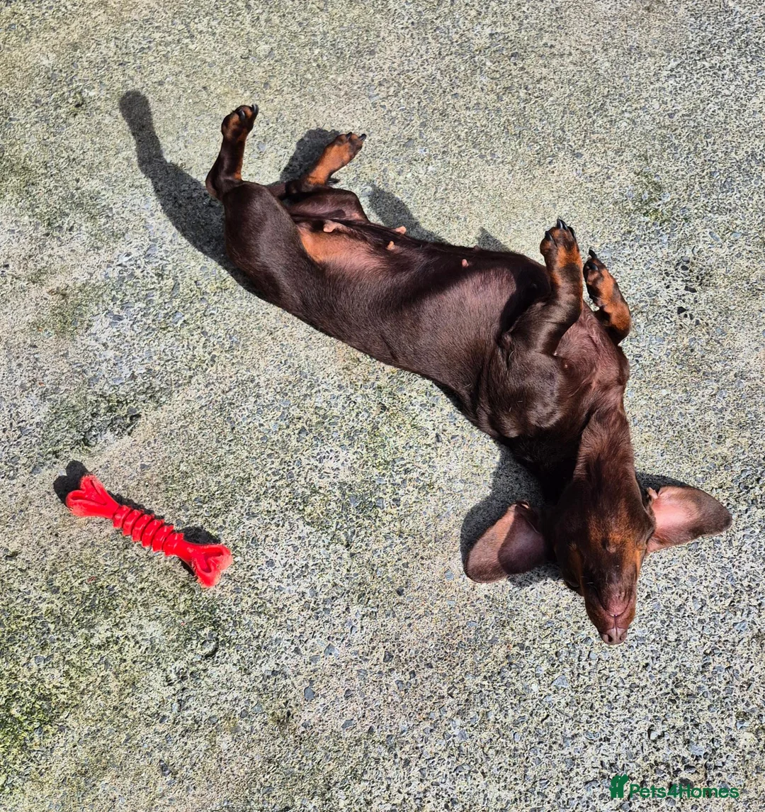 Miniature Dachshund dogs for sale: ADULT MINIATURE DACHSHUND FEMALE - Advert 2