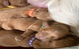 Cockapoo dogs for sale: Cockapoo puppies - Image 15