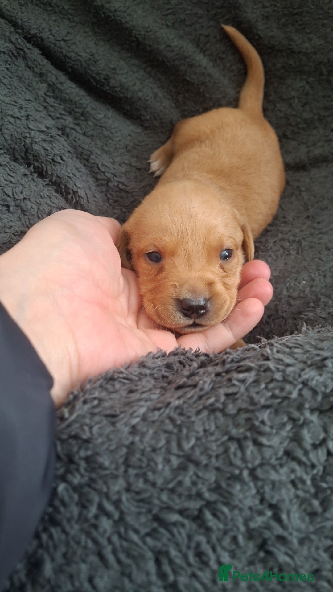 Labrador Retriever dogs Beautiful fox red and yellow labrador puppies  - Advert 2