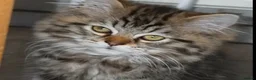 Ragdoll cats for sale: Ragdoll mixed with a chinchilla-Persian in Bournemouth - Advert 6