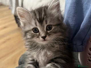 Persian cats PersianBSH silver, ginger & dark silver kittens 🩷 - Advert 1